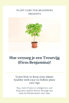 Hoe verzorg je een Treurvijg (Ficus Benjamina)?