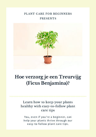 Hoe verzorg je een Treurvijg (Ficus Benjamina)?
