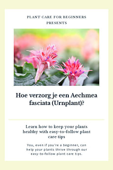 Zorg voor de Urnenplant (Aechmea fasciata)