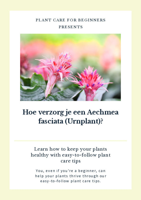 Zorg voor de Urnenplant (Aechmea fasciata)