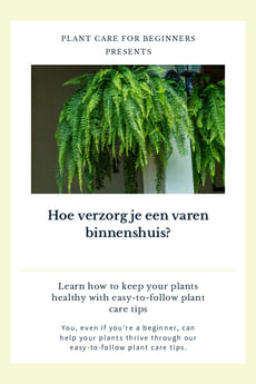 Hoe verzorg je een varen binnenshuis?