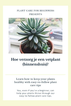 Hoe verzorg je een vetplant (binnenshuis)?