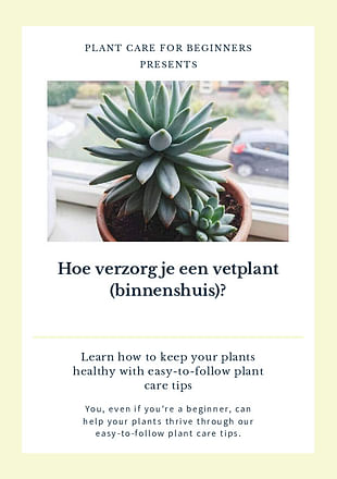 Hoe verzorg je een vetplant (binnenshuis)?