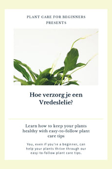 Hoe verzorg je een Vredeslelie?
