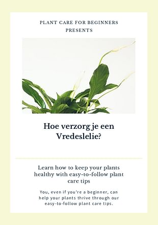 Hoe verzorg je een Vredeslelie?