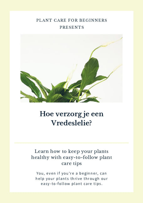 Hoe verzorg je een Vredeslelie?
