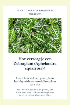 Hoe verzorg je een Zebraplant (Aphelandra squarrosa)?