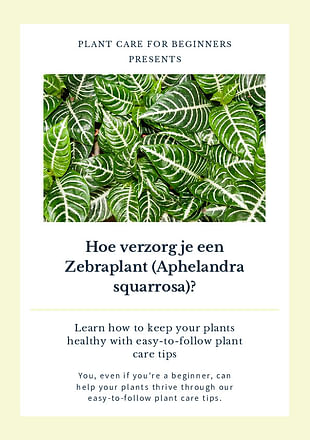 Hoe verzorg je een Zebraplant (Aphelandra squarrosa)?