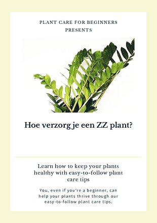 Hoe verzorg je een ZZ plant?