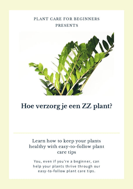 Hoe verzorg je een ZZ plant?