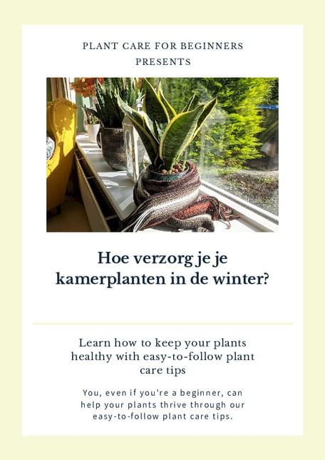 Hoe verzorg je je kamerplanten in de winter?