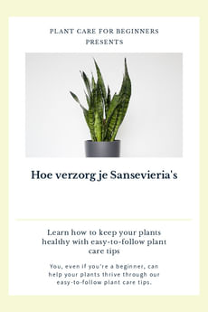 Hoe verzorg je Sansevieria's