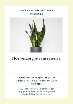 Hoe verzorg je Sansevieria's