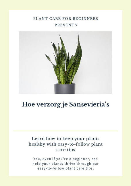 Hoe verzorg je Sansevieria's