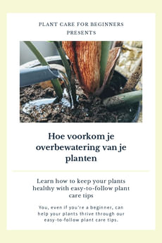 Hoe voorkom je overbewatering van je planten