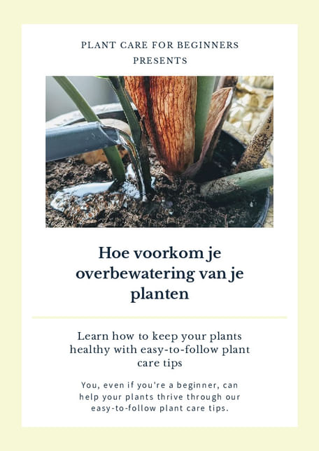 Hoe voorkom je overbewatering van je planten