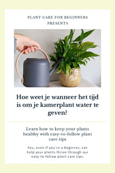Hoe weet je wanneer het tijd is om je kamerplant water te geven?
