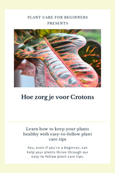 Hoe zorg je voor Crotons