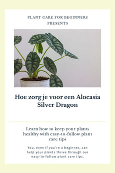 Hoe zorg je voor een Alocasia Silver Dragon