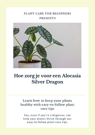 Hoe zorg je voor een Alocasia Silver Dragon
