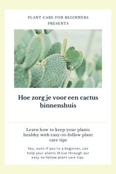 Hoe zorg je voor een cactus binnenshuis