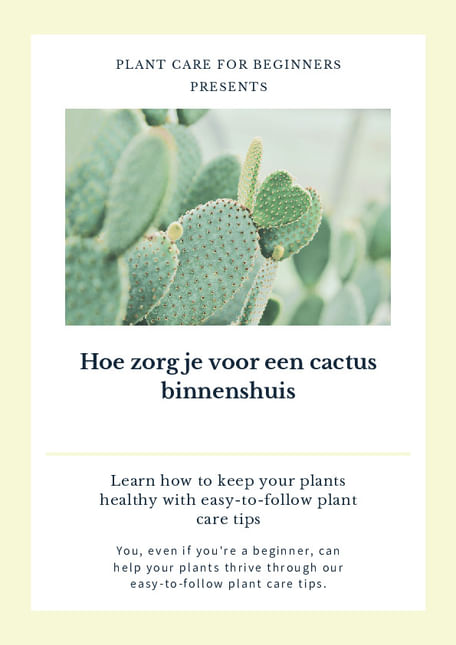 Hoe zorg je voor een cactus binnenshuis