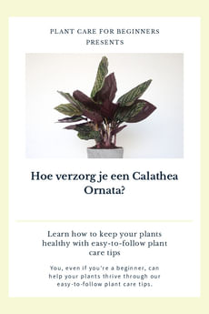 Hoe verzorg je een Calathea Ornata?