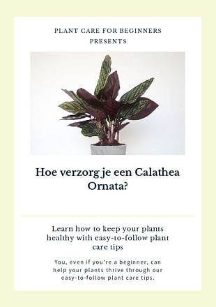 Hoe zorg je voor een Calathea Ornata
