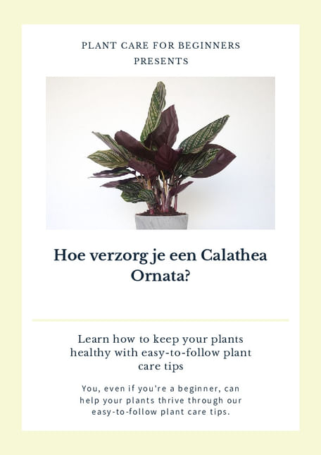 Hoe verzorg je een Calathea Ornata?