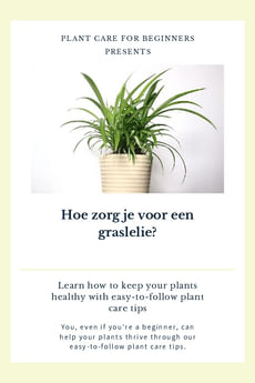 Hoe zorg je voor een graslelie?