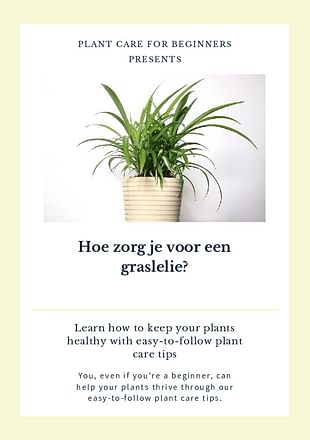 Hoe zorg je voor een graslelie?