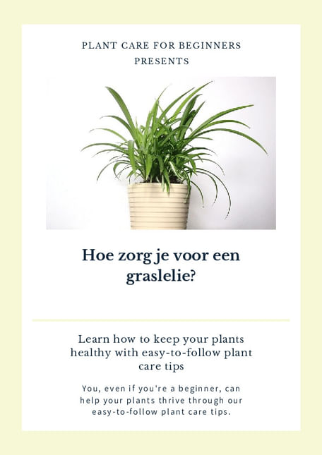 Hoe zorg je voor een graslelie?