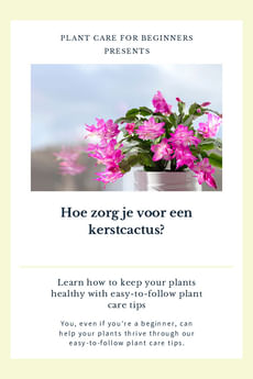 Hoe zorg je voor een kerstcactus?