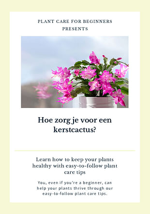 Hoe zorg je voor een kerstcactus