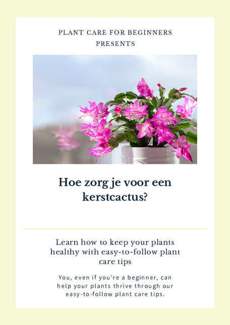 Hoe zorg je voor een kerstcactus?