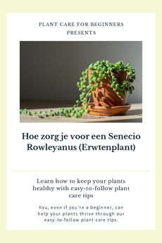 Hoe zorg je voor een Senecio Rowleyanus (Erwtenplant)