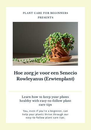 Hoe zorg je voor een Senecio Rowleyanus (Erwtenplant)