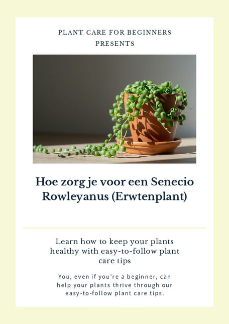 Hoe zorg je voor een Senecio Rowleyanus (Erwtenplant)