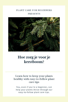 Hoe zorg je voor je kerstboom?