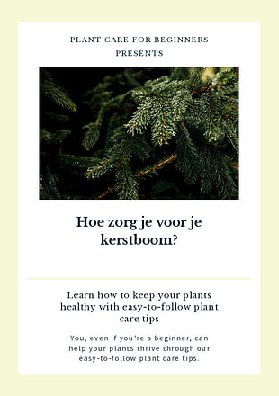 Hoe zorg je voor je kerstboom?