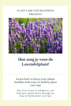 Hoe zorg je voor de Lavendelplant?
