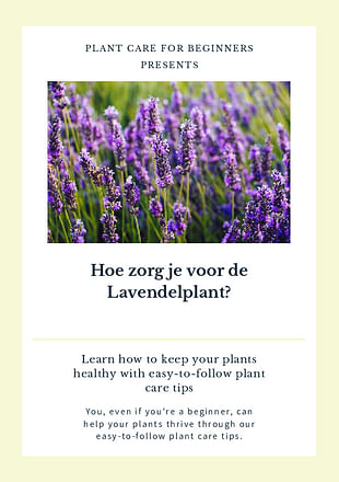Hoe zorg je voor de Lavendelplant?