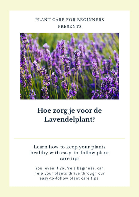 Hoe zorg je voor de Lavendelplant?