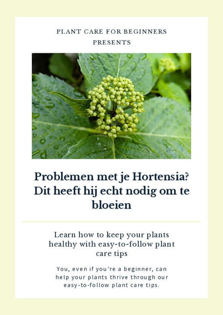 Problemen met je Hortensia? Dit heeft hij echt nodig om te bloeien