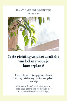 Is de richting van het zonlicht van belang voor je kamerplant?