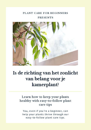 Is de richting van het zonlicht van belang voor je kamerplant?