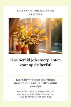 Hoe bereid je kamerplanten voor op de herfst?