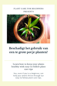 Beschadigt het gebruik van een te grote pot je planten?