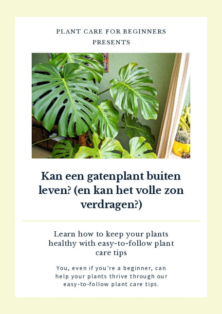 Kan een gatenplant buiten leven? (en kan het volle zon verdragen?)