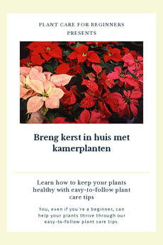 Breng kerst in huis met kamerplanten